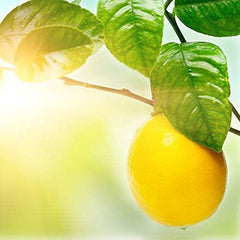 Glade Electric Plugin Sparkling Citrus Sunrise Scented Fragrance Refill 20ml