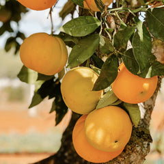 Asevi Laundry Detergent Colonia Concentrated White Fabrics 44 Washes 2376ml