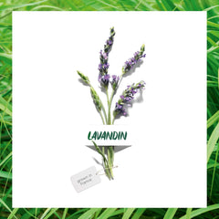 Garnier Organic Soothing Lavandin Skincare Set | Certified Organic | For Healthy, Glowing Skin