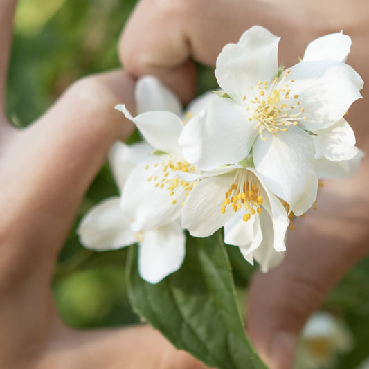 Asevi Fabric Conditioner Concentrated Colonia Laundry Liquid 60 Washes 1.38L