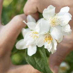 Asevi Spanish Cleaning Products Bundle Colonia Fabric Conditioner Laundry Detergent